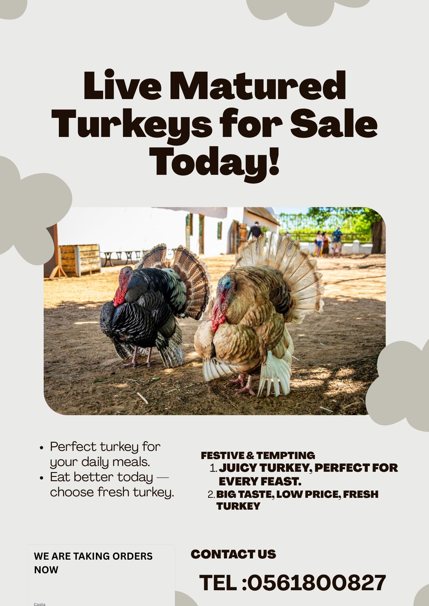 live matured turkey price negotiable